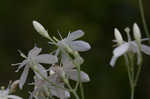 Largeleaf rose gentian